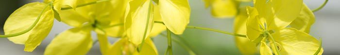 cassia essential oil
