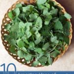 Top 10 Amazing Uses of Catnip Essential Oil
