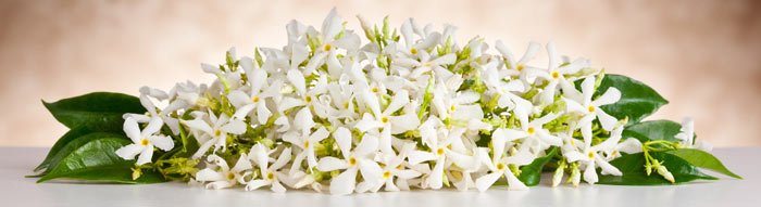 jasmine essential oil