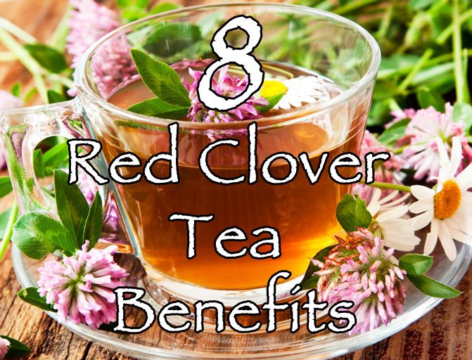 Red Clover Leaf Tea Benefits