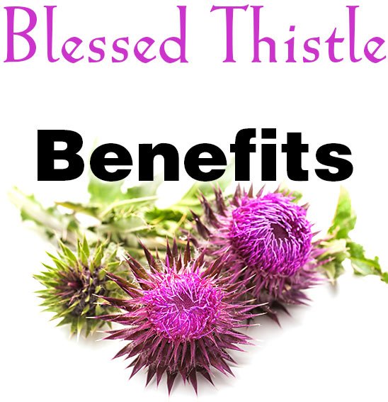difference between milk thistle and blessed thistle