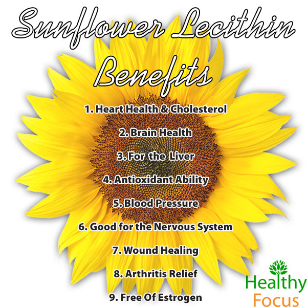 12 Sensational Sunflower Lecithin Benefits(2019 Tips) Healthy Focus