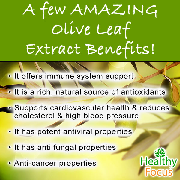 Olive Leaf Extract Benefits and Side Effects Healthy Focus