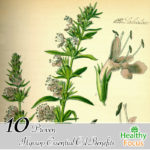 11 Science Backed Hyssop Essential Oil Benefits