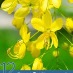 12 Proven Cassia Essential Oil Benefits