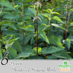 6 Proven Benefits of Stinging Nettle