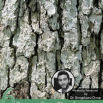 6 Proven Benefits of White Oak Bark