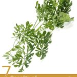 7 Benefits of Rue Herb