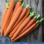 10 Benefits of Carrot Seed Essential Oil