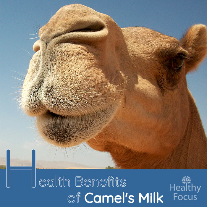 Health Benefits of Camel's Milk - Healthy Focus