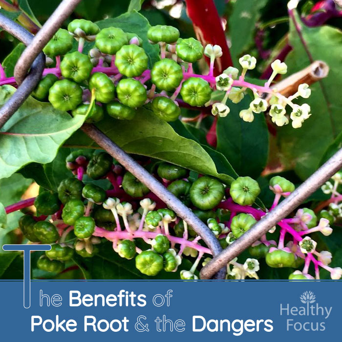 The Benefits Of Poke Root And The Dangers - Healthy Focus