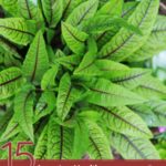 15 Amazing Health Benefits of Sorrel and Sorrel Drink