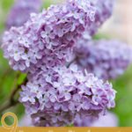 9 Proven Benefits of Lilac Essential Oil