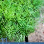 11 Proven Benefits of Dill Essential Oil