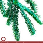 8 Proven Uses for Black Spruce Essential Oil