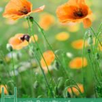 Health Benefits of California Poppy