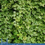 Health Benefits of Hedera Helix