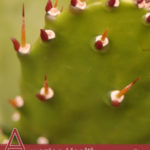 Amazing Health Benefits of Yucca