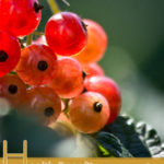 Health Benefits of Hawthorn