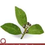 9 Amazing Benefits of Laurel Leaves