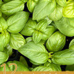12 Amazing Herbal Remedies for Warts