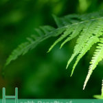 Health Benefits of Polypodium Vulgare