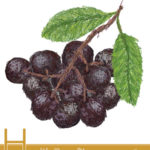 Health Benefits of Chokeberry