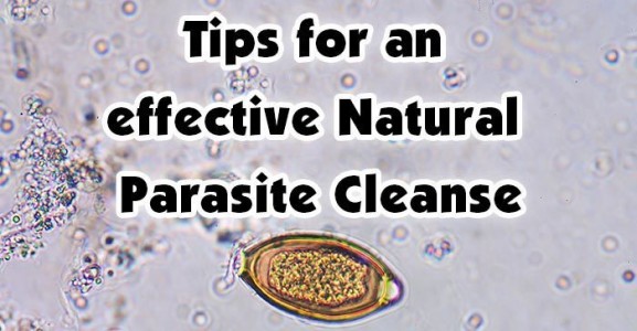 How to Kill Demodex Mites - Healthy Focus