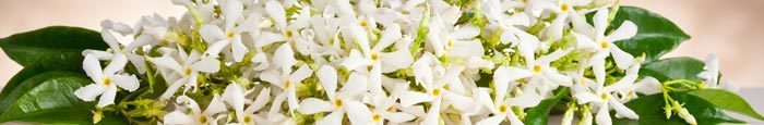 Neroli