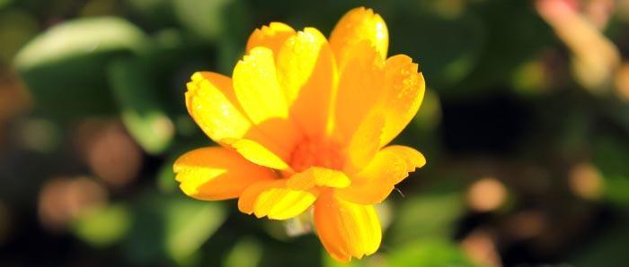 calendula