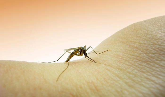 mosquito bite