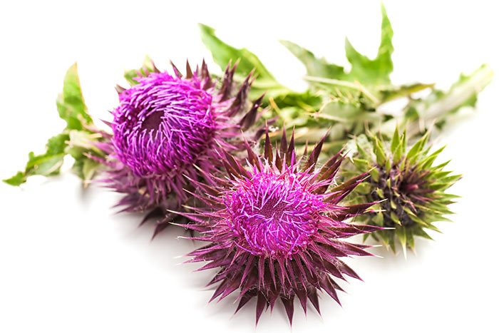 Blessed Thistle