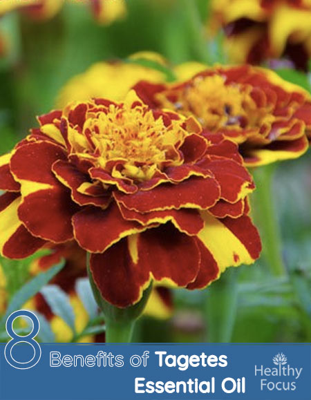 8 Benefits of Tagetes Essential oil