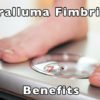 Caralluma Fimbriata Benefits