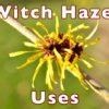 Witch Hazel Benefits