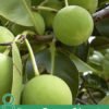 8 Proven Tamanu Oil Benefits