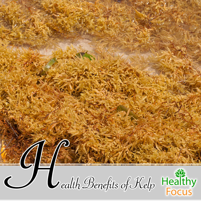 Health Benefits of Kelp Healthy Focus