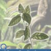 9 Proven Benefits of Anamu