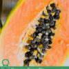 Proven Benefits of Papain