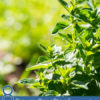 8 Proven Benefits of Carvacrol