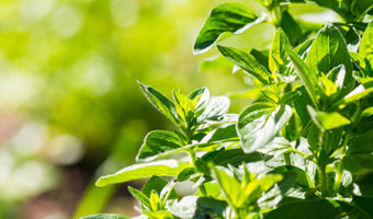 8 Proven Benefits of Carvacrol