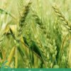 Proven Benefits of Freekeh