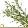 9 Proven Benefits of Tarragon