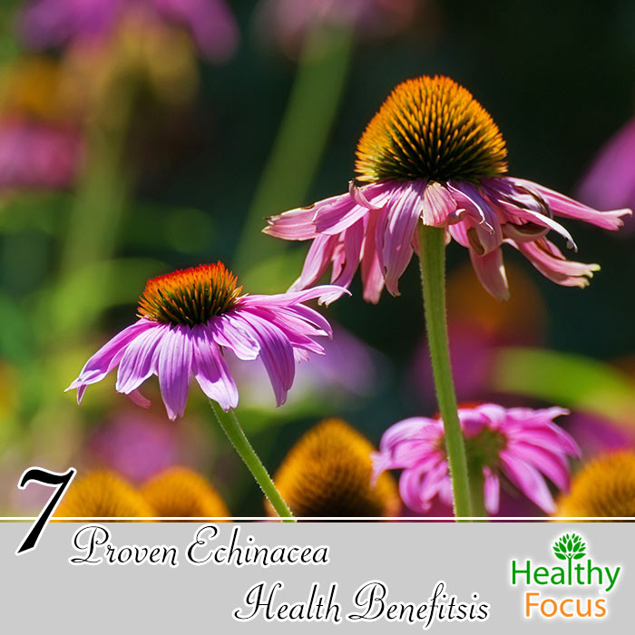 mig-7-proven-echinacea-health-benefits