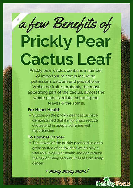 6-proven-prickly-pear-cactus-leaf-benefits-healthy-focus