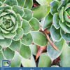Proven Benefits of Houseleek