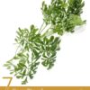 7 Benefits of Rue Herb