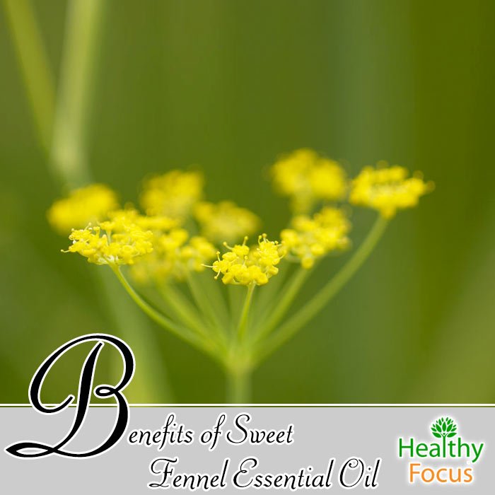 Benefits of Sweet Fennel Essential Oil Healthy Focus