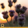 8 Benefits of Blessed Thistle