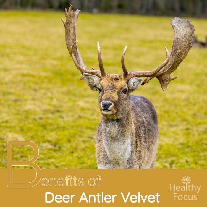 benefits-of-deer-antler-velvet-healthy-focus